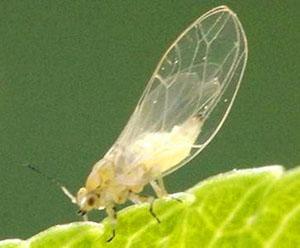 Imago del escarabajo zanahoria