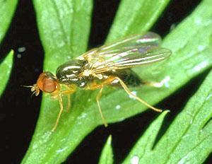 Mosca de la zanahoria