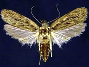 Polilla de la zanahoria