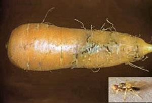 Vegetal infestado de mosca de zanahoria