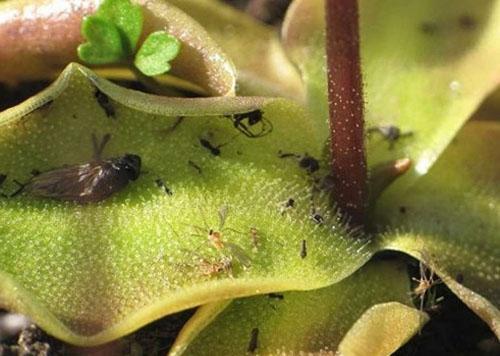 moucherons sur les plantes d'intérieur