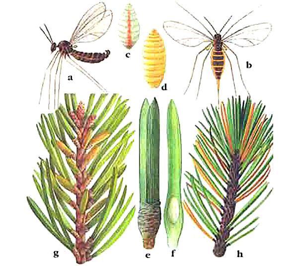 cécidomyie du pin rouge