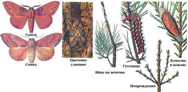 parasites du pin