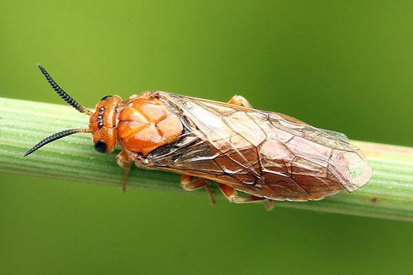 mosca de sierra de pino rojo