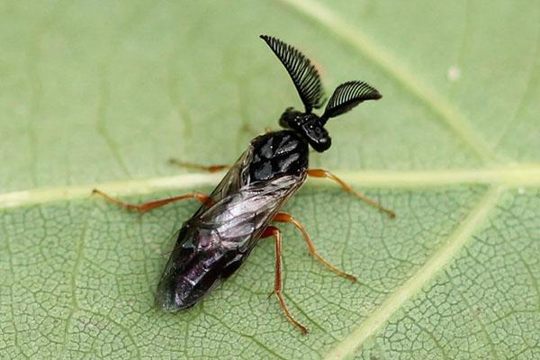 mosca de sierra de pino común