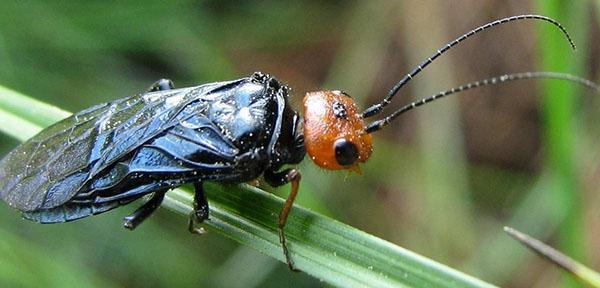 tejedora de mosca de sierra pelirroja