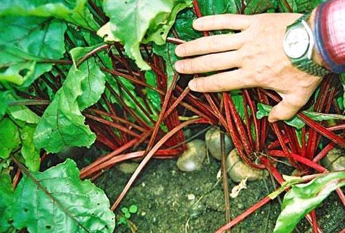 Vérifier le jardin pour les parasites