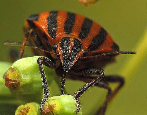 Polilla paraguas de alcaravea