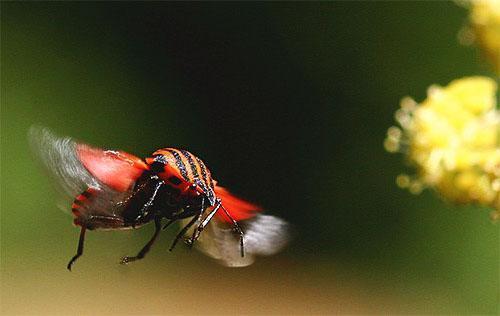 Graphisoma rayado en vuelo