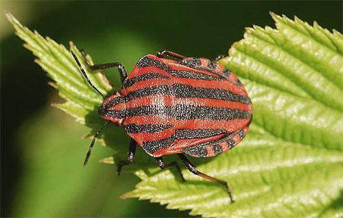 Una de las plagas del eneldo es el escarabajo regido.