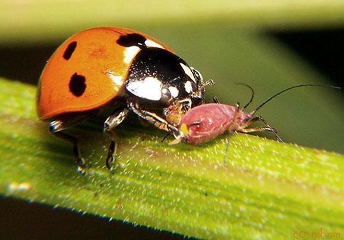 Ladybug se alimenta de jugo de pulgón