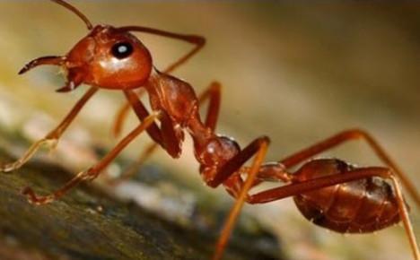 ravageur du rucher des fourmis
