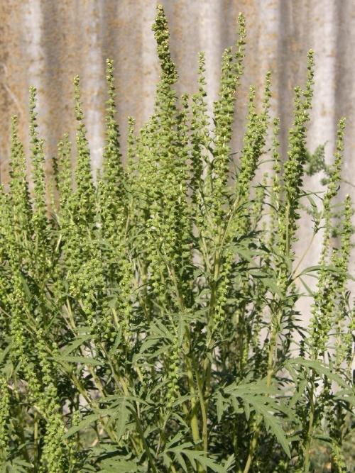 arbusto de ambrosía en flor