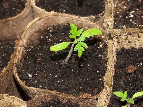 jeune plantule