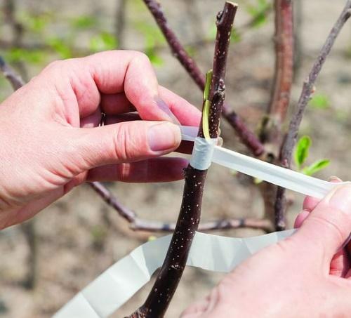 greffage de printemps