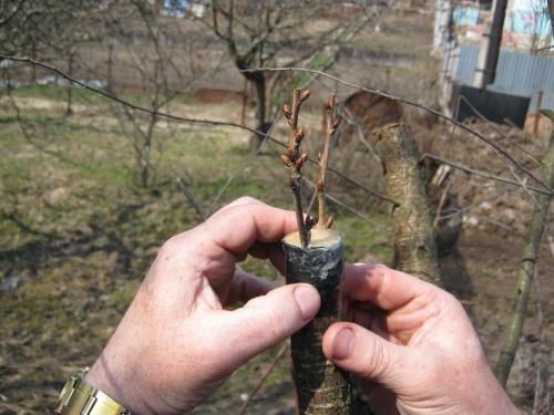 época de injerto de frutos de hueso en primavera