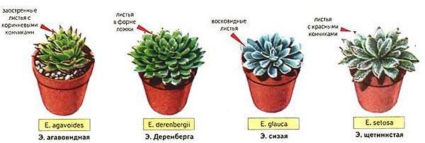 Quatre types d'echeveria pour cultiver à la maison