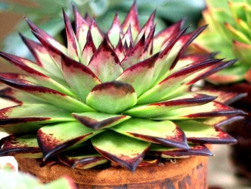 Echeveria agave