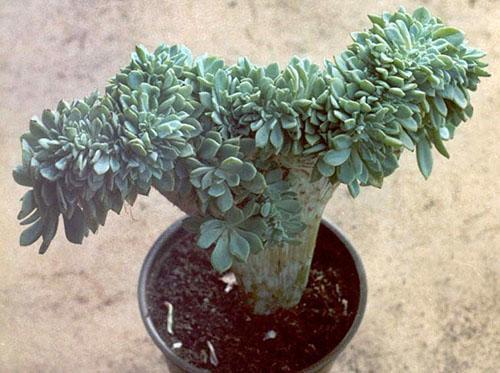 La forme originale de la succulente