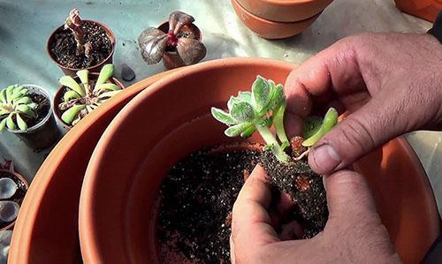 Trasplante de Echeveria en una nueva maceta plana