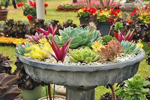 Echeveria incroyable dans votre maison