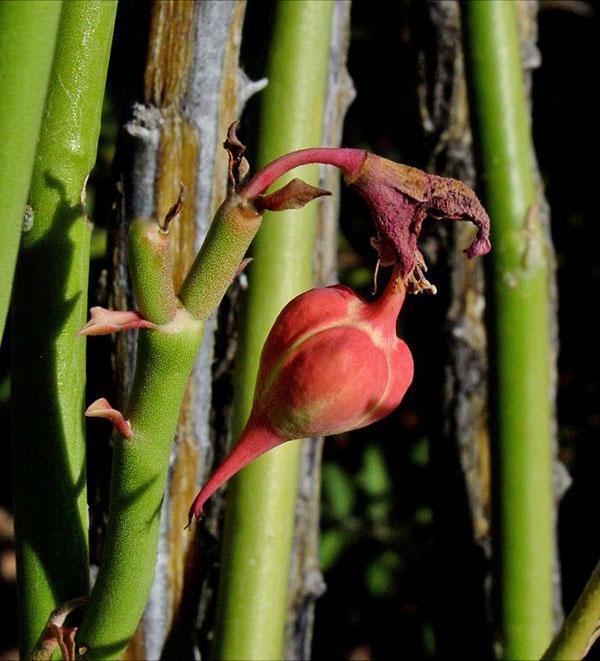 maturation des graines de pédilanthus