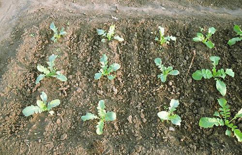 Le radis daikon planté en juillet a augmenté