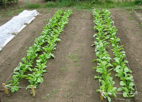 Plantation estivale de radis daikon