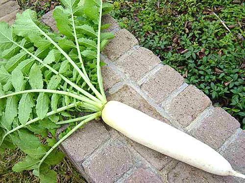 Voici un tel radis cultivé dans le jardin