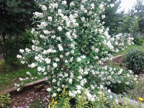 jasmin en fleurs