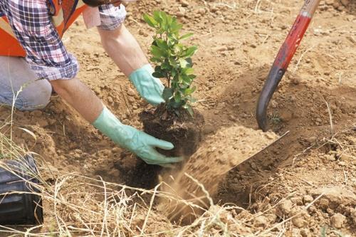 planter du jasmin