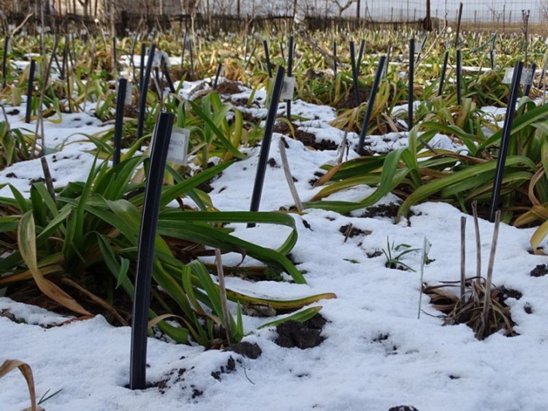 planter des lys sur le site