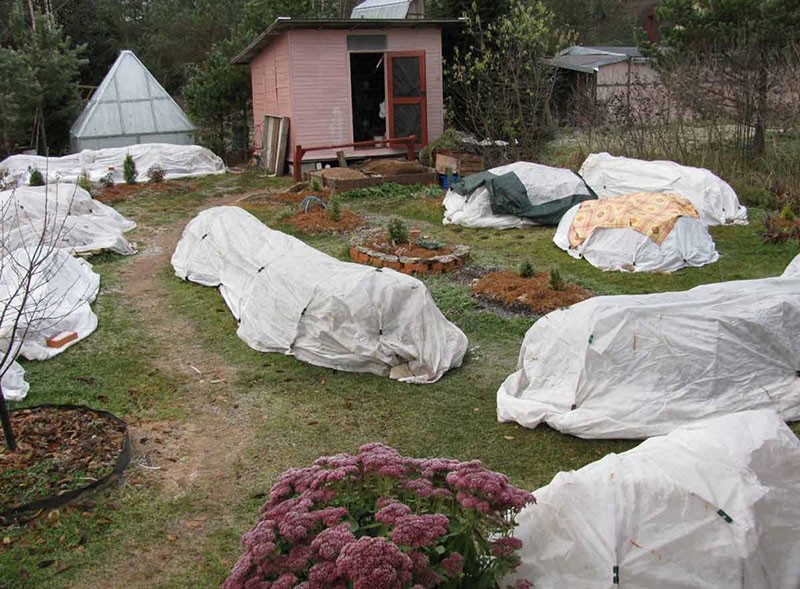 abri de lys pour l'hiver