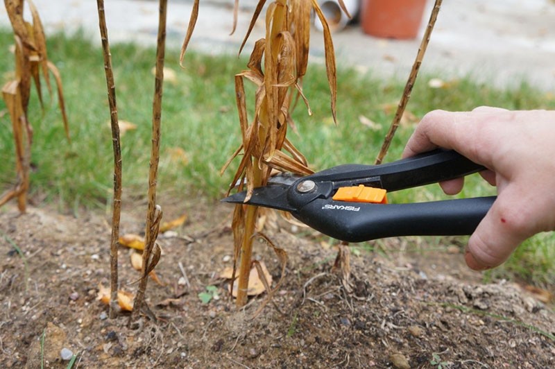 tailler les lis en automne