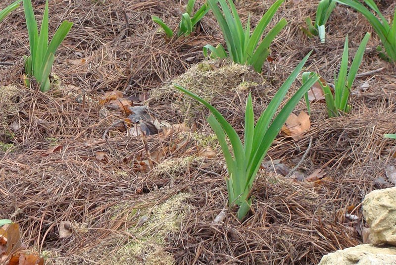 plantation de lys en paillis