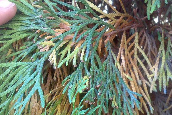 infección por hongos de thuja