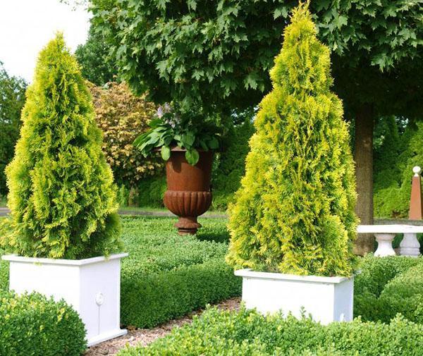 thuja occidental Golden Smaragd