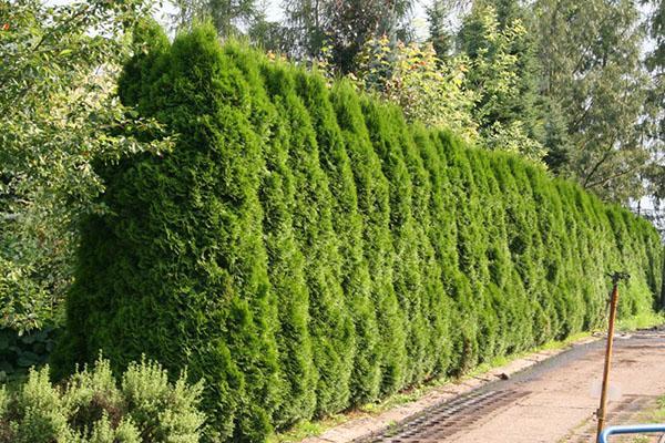 cobertura de thuja Smaragd