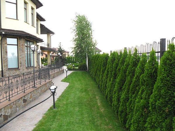 aire limpio con thuja Smaragd