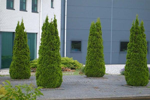 thuja smaragd en un solo aterrizaje