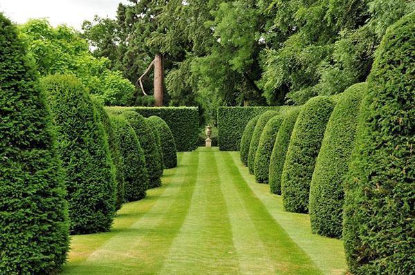 increíblemente hermoso jardín de thuja