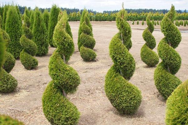recorte escultórico de thuja Smaragd