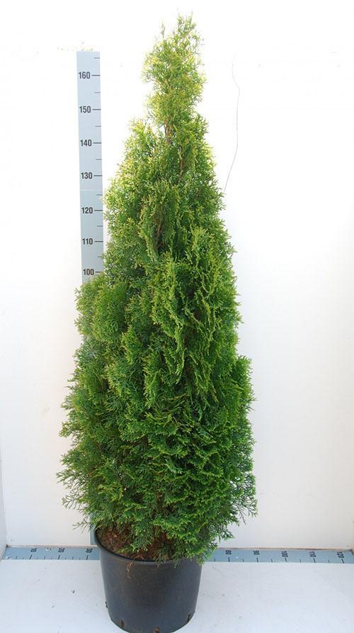 medio thuja smaragd