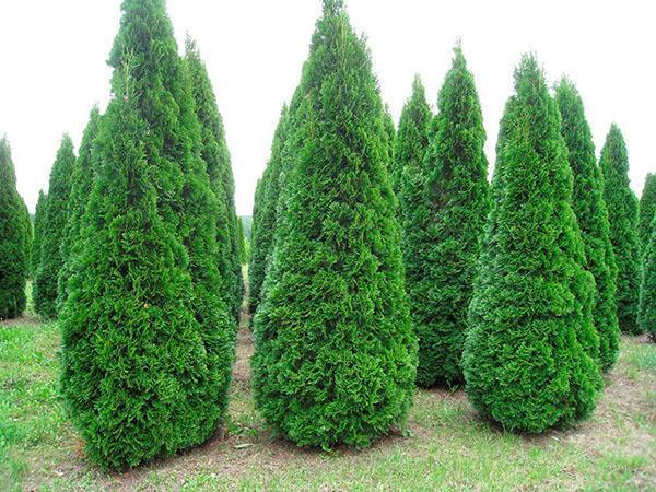 jardín de thuja