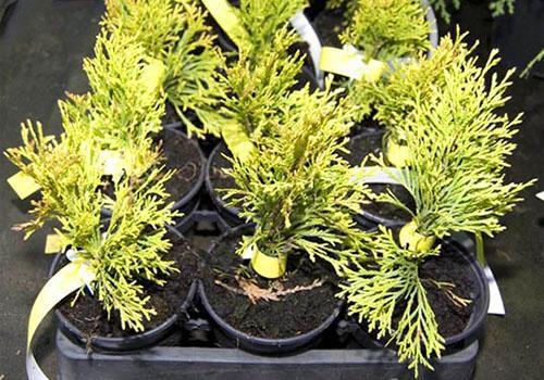 plántulas de thuja en el vivero