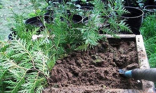 planter des boutures pour l'enracinement