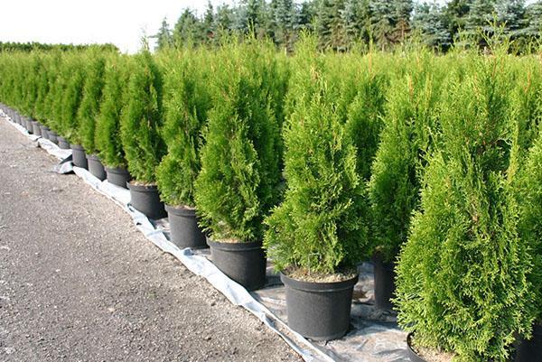 thuja smaragd en el vivero