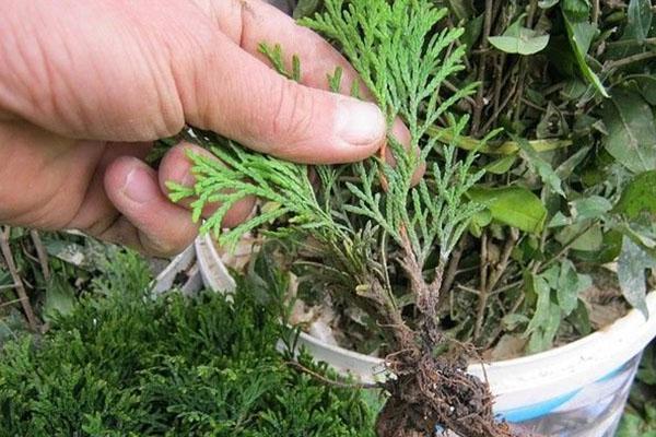 tallo enraizado de thuja Smaragd