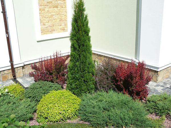 thuja Smaragd cerca de la casa