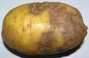 Patatas afectadas por el tizón tardío